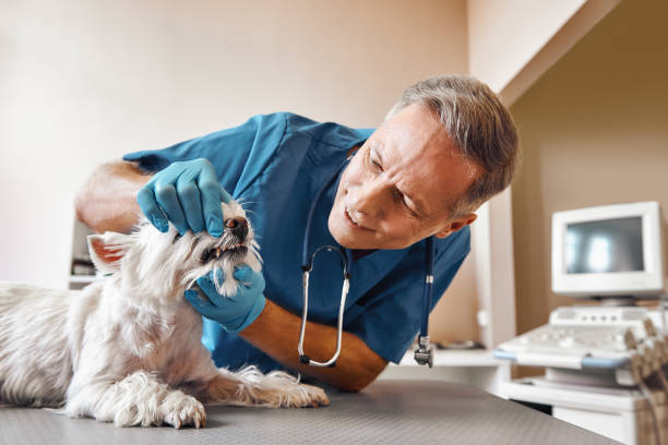 Best Holiday Emergency Dentist in Eden, NC
